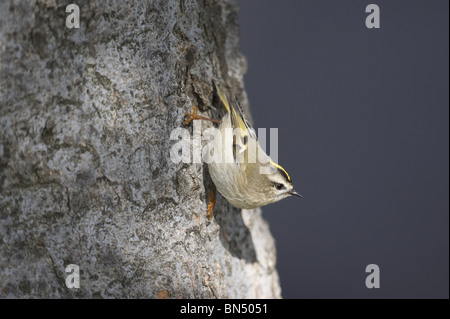 Weibliche Golden-gekrönter Goldhähnchen thront auf einem Baumstamm Stockfoto