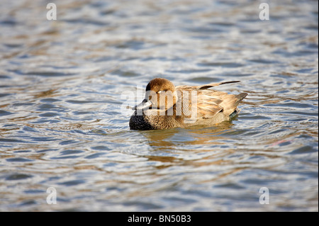 Erwachsene männliche Gadwall schlafend auf dem Wasser Stockfoto