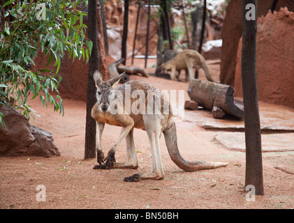 Kängurus in Sydney Wildlife World Stockfoto