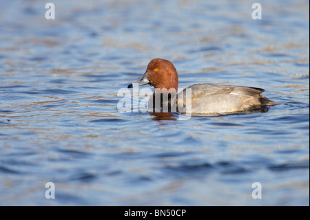 Erwachsene männliche Rothaarige Ente schwimmend im Wasser Stockfoto