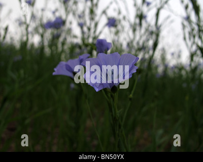 Gemeinsame Flachs / Leinsamen (Linum Usitatissimum) Stockfoto