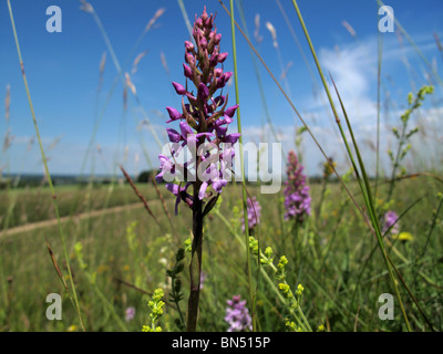 Gemeinsamen duftende Orchidee (Gymnadenia conopsea Stockfoto