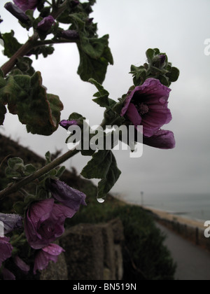 Baum-Malve (Lavatera Arborea) Stockfoto