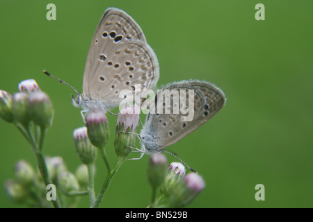 Blasse Grass Blue Butterfly Pseudozizeeria Maha Karnala Bird Sanctuary. Schmetterlinge, die Paarung. Lycaenidae: Blues Stockfoto