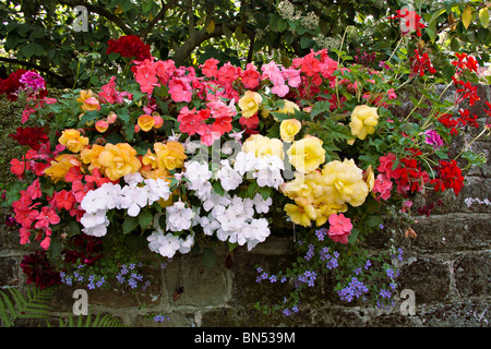 Ein bunter Sommer wand Pflanzmaschine mit Busy Lieschen (Impatiens walleriana), Begonien und Pelargonien in Britischen Garten gefüllt Stockfoto