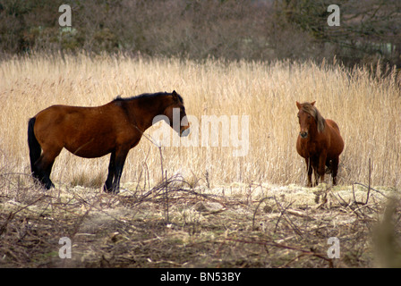 NEW FOREST PONYS Stockfoto