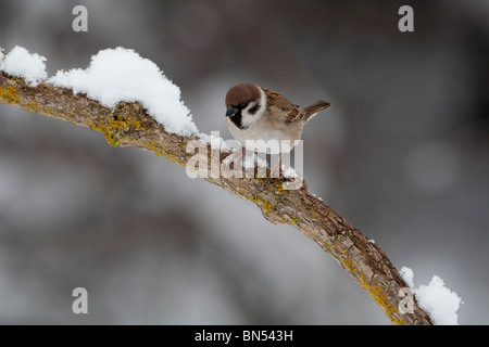 Eurasischen) Baum-Spatz (Passer Momtanus) hocken auf Ast im Schnee Stockfoto