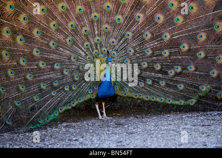 Pfau-fan Stockfoto