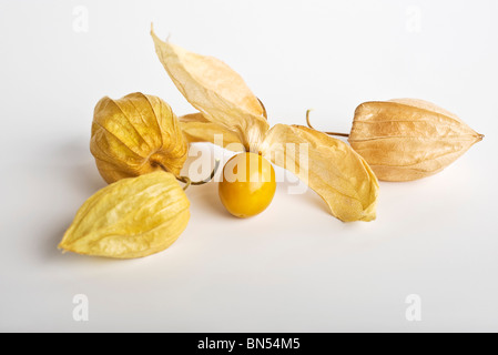 Kap-Stachelbeere (Physalis Peruviana) Stockfoto