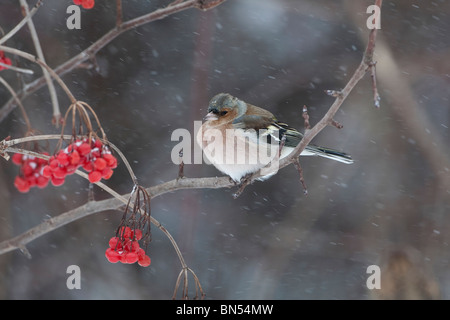 Männliche (gemeinsamen) Buchfinken (Fringilla Coelebs) hocken auf Zweig mit roten Beeren im Schnee Stockfoto