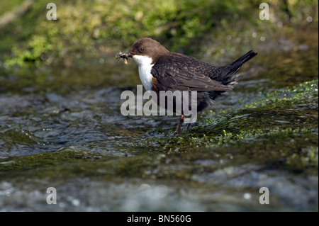 Wasseramseln (Cinclus Cinclus) Stockfoto