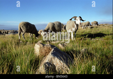 Ziegen in Serra Da Estrela, Portugal Stockfoto