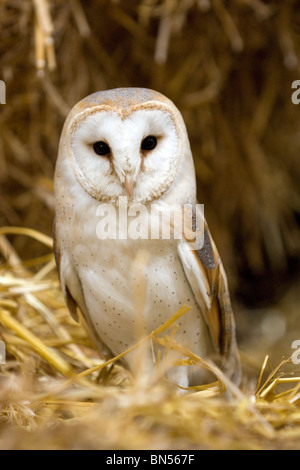 Schleiereule (Tyto alba) Stockfoto