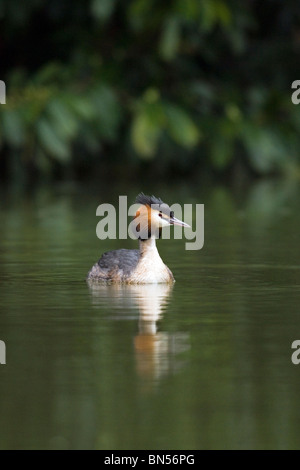 Great crested Haubentaucher (Podiceps Cristatus) Stockfoto