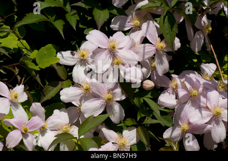 Clematis Montana 'Elizabeth' Blumen im Garten Kletterer Stockfoto
