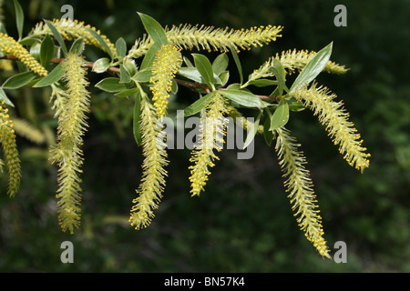 Crack Willow Kätzchen Salix Fragilis Taken an Leasowe, Wirral, UK Stockfoto