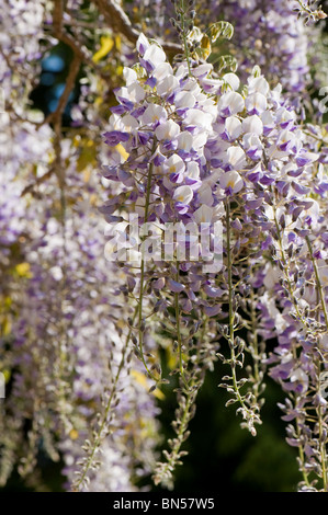 Wisteria (Wisteria Floribunda) blühende Kletterpflanze mit weißen, blauen & lila Blumen Stockfoto