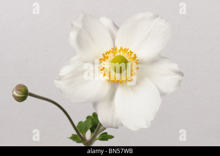 X hybrida Anemone 'Honorine Jobert' Blume vor einem weißen Hintergrund Stockfoto