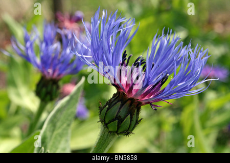 Schaltfläche "Bachelor's" Centaurea Montana Taken an Martin bloße WWT, Lancashire, UK Stockfoto