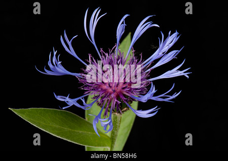 Blaue Blumen eine mehrjährige Flockenblume (Centaurea Montana) Stockfoto