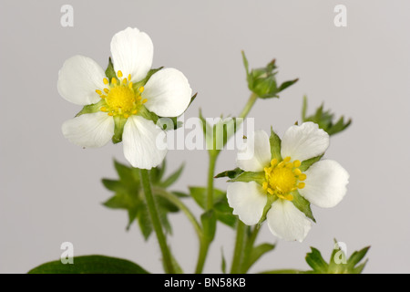 Wilde Erdbeeren (Fragaria Vesca) Blume zeigt Blütenblätter, Kelch und Blätter auf einem weißen Hintergrund Stockfoto