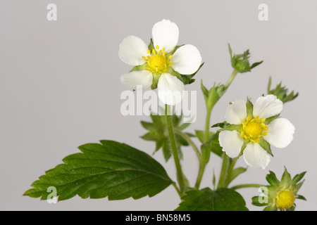 Wilde Erdbeeren (Fragaria Vesca) Blume zeigt Blütenblätter, Kelch und Blätter auf einem weißen Hintergrund Stockfoto