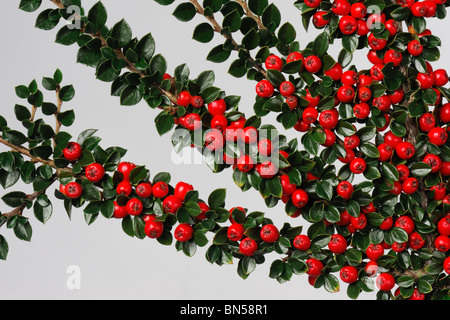 Leuchtend roten Beeren mit dunkelgrünen Blättern auf Zwergmispel Horizontalis vor einem weißen Hintergrund Stockfoto