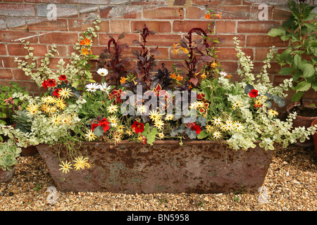 Attraktive Sommerblume in einen alten rostigen Trog neben eine Mauer in einen malerischen englischen Garten anzeigen Stockfoto