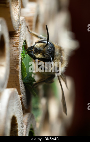 Ein Leafcutter Biene, Megachile Centuncularis, Nestbau in Bambusrohre in einem UK-Garten. Stockfoto