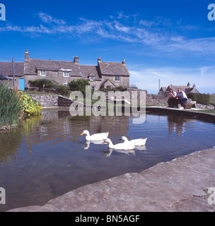 Drei weiße Enten am Dorfteich an Wert Matravers, in der Nähe von Swanage, Dorset, England, mit zwei Personen auf der Bank und Stein Ferienhäuser Stockfoto