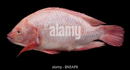 Tilapia oder St.-Peter Fisch Stockfoto