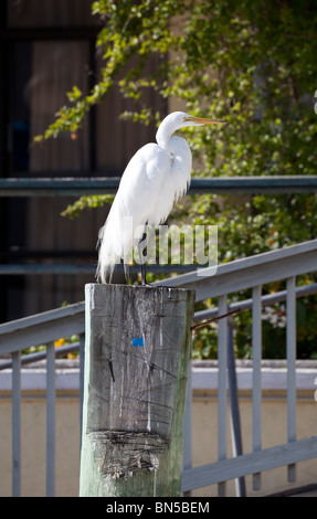 Silberreiher (Ardea Alba) thront auf Post an das Holiday Inn Marina, Overseas Highway, Key Largo, Florida, USA Stockfoto