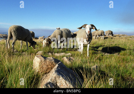 Ziegen in Serra Da Estrela, Portugal Stockfoto