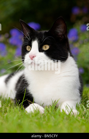 Schwarz / weiß Katze legte auf der Wiese im Garten Stockfoto