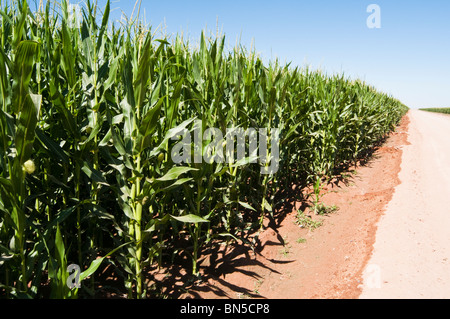 Ein Mais wächst in einem Feld in Arizona. Stockfoto