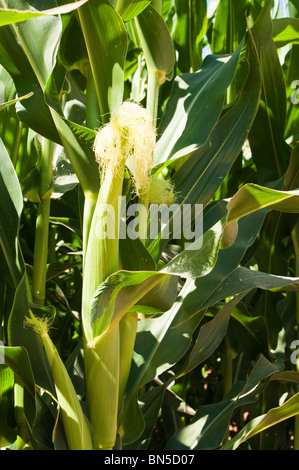 Ein Mais wächst in einem Feld in Arizona. Stockfoto