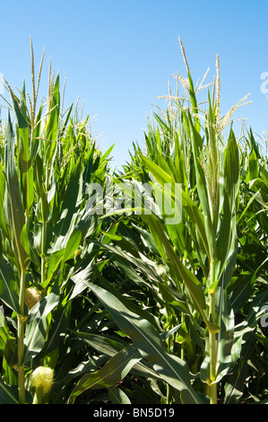 Ein Mais wächst in einem Feld in Arizona. Stockfoto