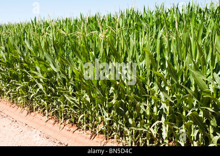 Mais wächst in einem Feld in Arizona Stockfoto