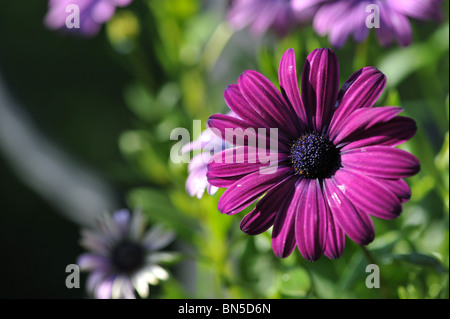 Herbers tief lila Osteospermum an einem sonnigen Tag. Stockfoto