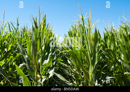 Ein Mais wächst in einem Feld in Arizona. Stockfoto