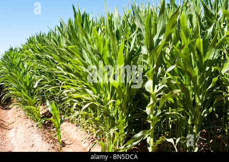 Mais wächst in einem Feld in Arizona Stockfoto