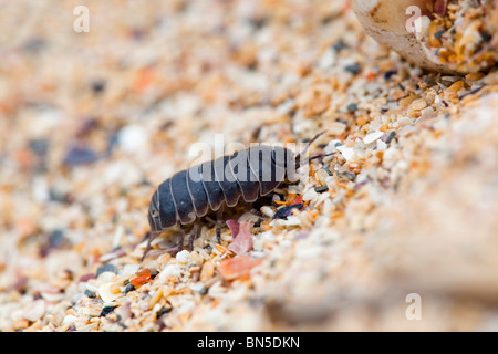 Gemeinsamen Pille Assel; Armadillidium Vulgare; auf Schindel Stockfoto