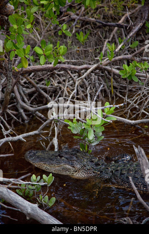 Alligator lauert in den Mangroven. Stockfoto