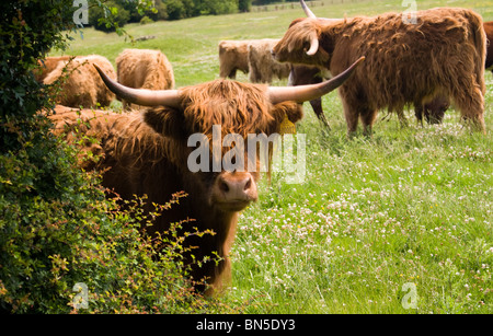 Herde der seltenen Rasse HIGHLAND RINDER KÜHE IN EINEM FELD IN DER LANDSCHAFT in der Nähe von Darlington Stockfoto