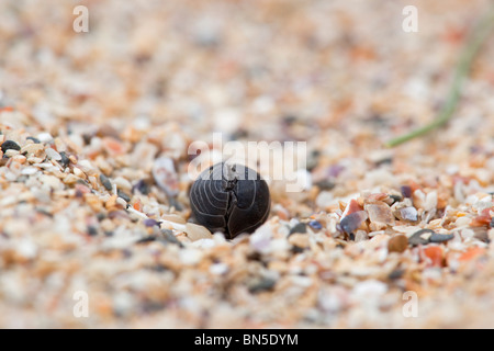 Gemeinsamen Pille Assel; Armadillidium Vulgare; zu einer Kugel gerollt Stockfoto
