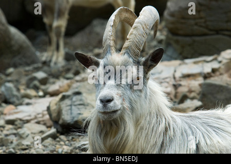 Feral Goat (Capra aegagrus hircus) an einem Strand auf der Isle of Mull, Schottland, Großbritannien Stockfoto