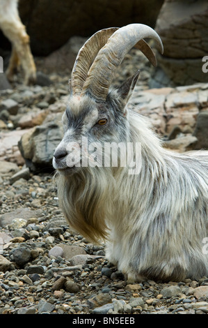 Feral Goat (Capra aegagrus hircus) an einem Strand auf der Isle of Mull, Schottland, Großbritannien Stockfoto