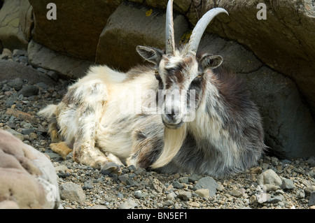 Feral Goat (Capra aegagrus hircus) an einem Strand auf der Isle of Mull, Schottland, Großbritannien Stockfoto