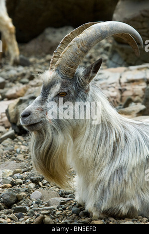 Feral Goat (Capra aegagrus hircus) an einem Strand auf der Isle of Mull, Schottland, Großbritannien Stockfoto