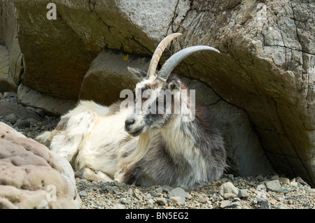 Wilde Ziege (Capra Hircus) einen Strand auf der Isle of Mull, Schottland, UK Stockfoto